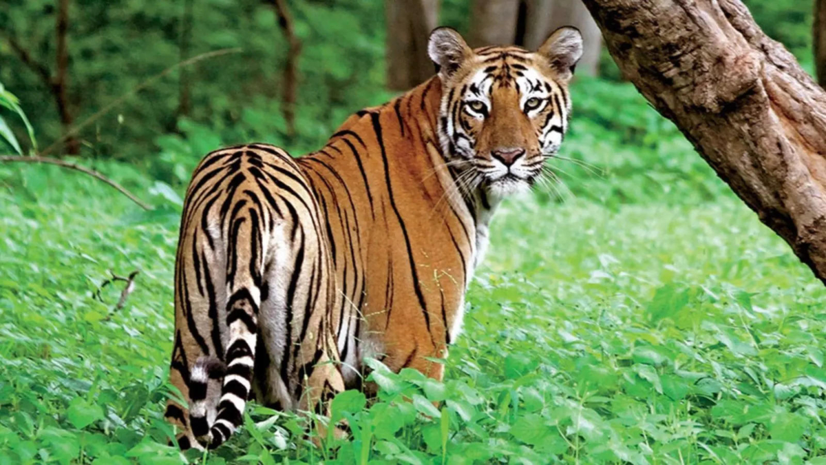 Nine Schools in Uttarakhand Close for Two Days Following Tiger Attack Near Village School