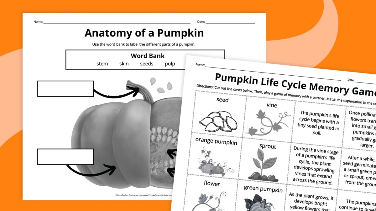 Pumpkin Life Cycle Worksheets for Kids (Free Printables)